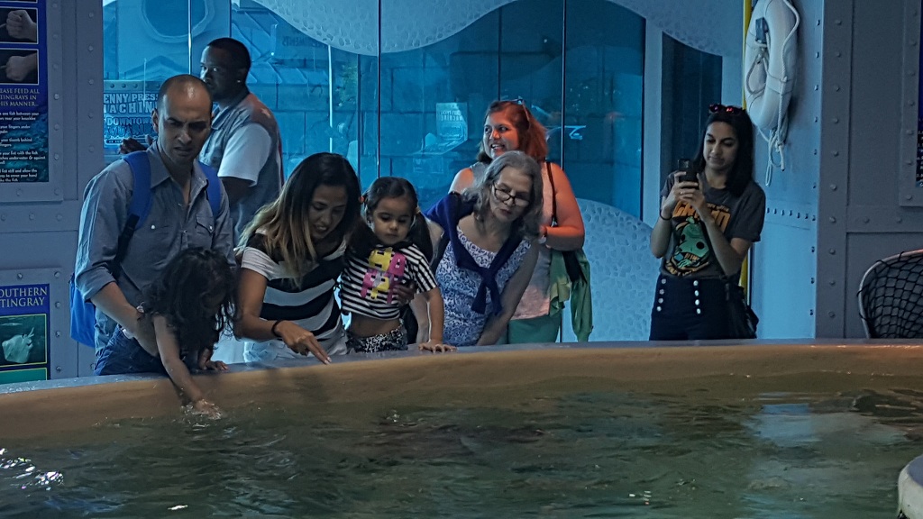 aquastingrays4